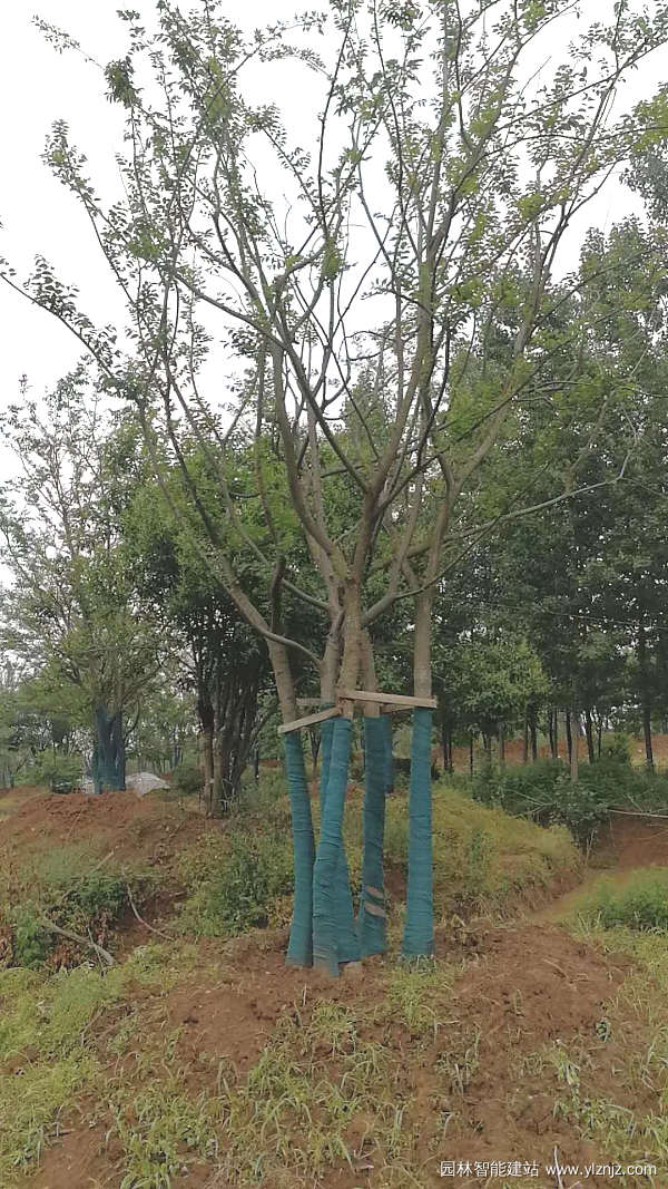 叢生樸樹
