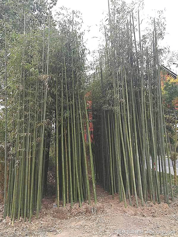四季竹