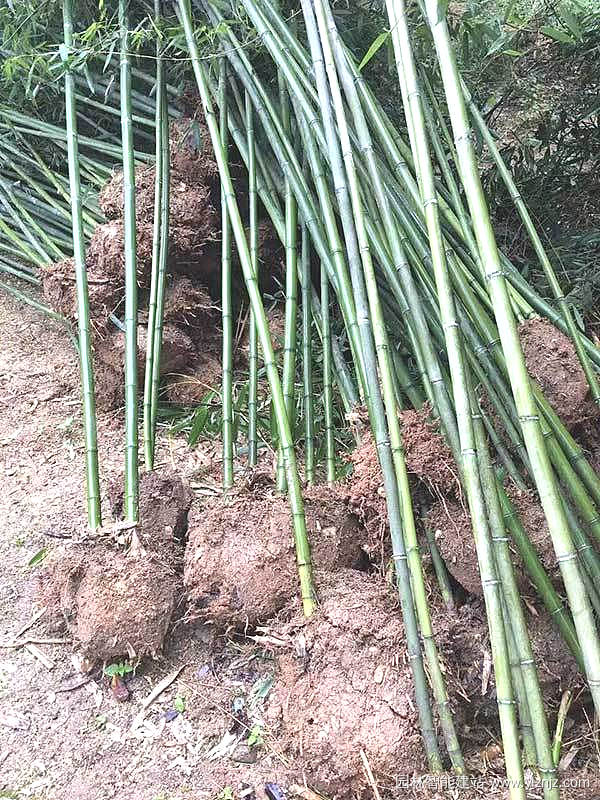 四季竹